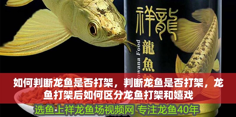 如何判斷龍魚是否打架，判斷龍魚是否打架，龍魚打架后如何區分龍魚打架和嬉戲