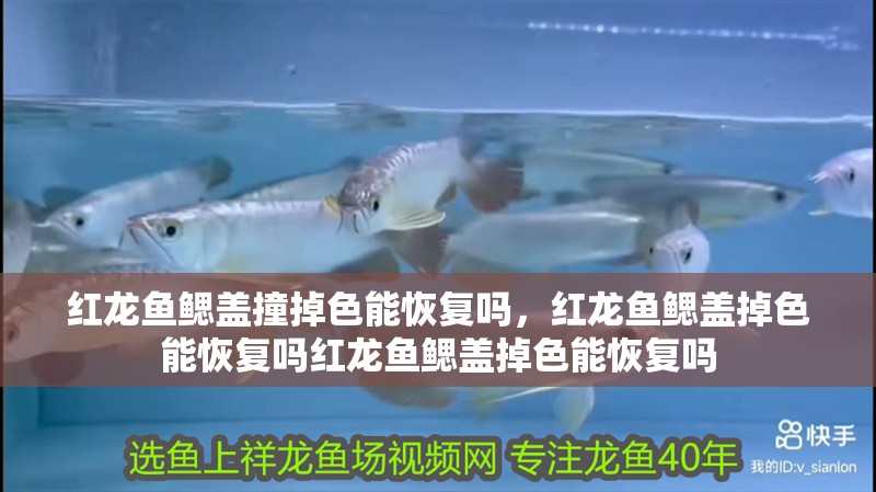 紅龍魚鰓蓋撞掉色能恢復嗎，紅龍魚鰓蓋掉色能恢復嗎紅龍魚鰓蓋掉色能恢復嗎