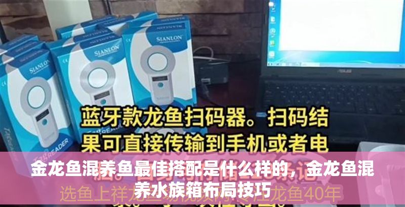 金龍魚混養魚最佳搭配是什么樣的，金龍魚混養水族箱布局技巧