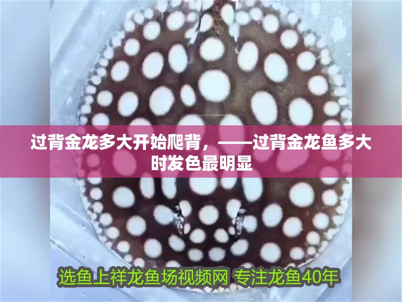 過背金龍多大開始爬背，——過背金龍魚多大時發色最明顯