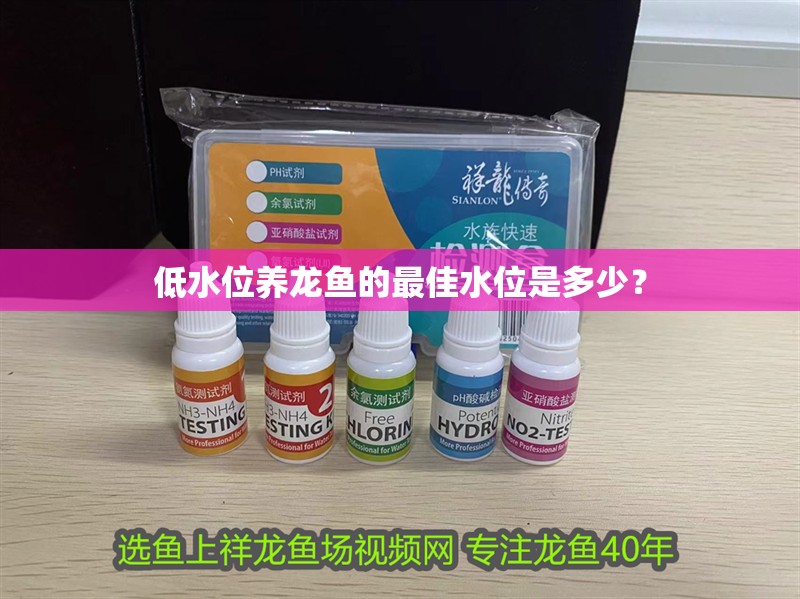 低水位養龍魚的最佳水位是多少？