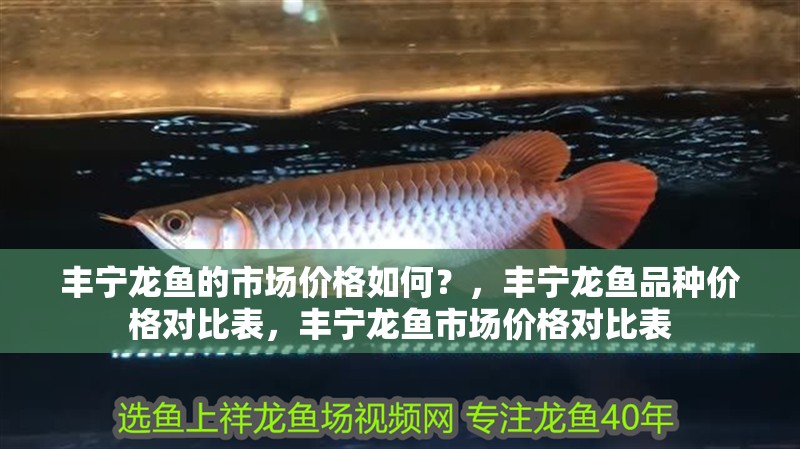 豐寧龍魚的市場價格如何？，豐寧龍魚品種價格對比表，豐寧龍魚市場價格對比表