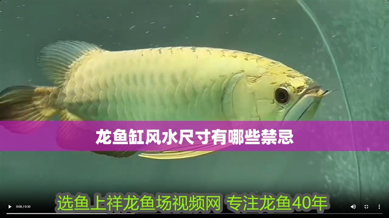 龍魚缸風水尺寸有哪些禁忌
