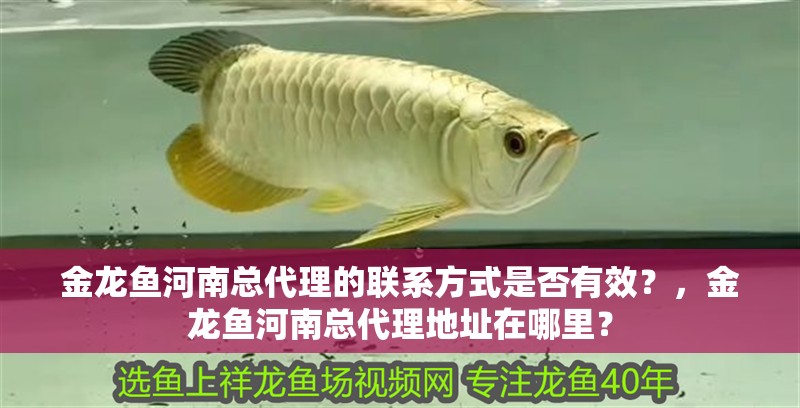 金龍魚河南總代理的聯系方式是否有效？，金龍魚河南總代理地址在哪里？