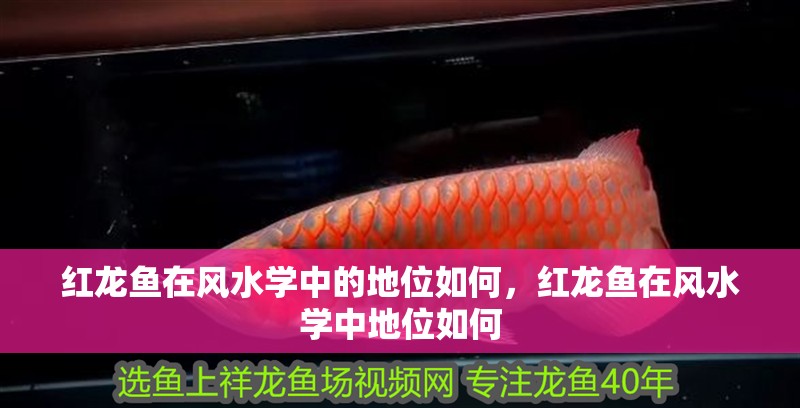 紅龍魚在風水學中的地位如何，紅龍魚在風水學中地位如何