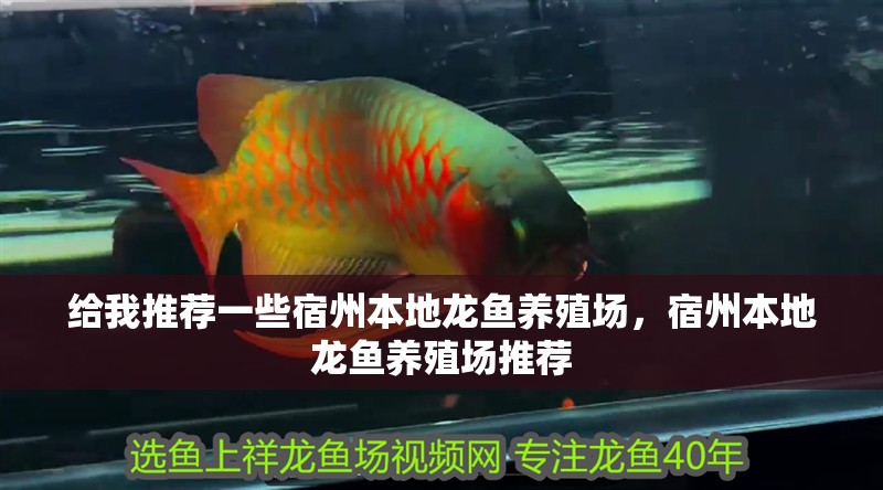 給我推薦一些宿州本地龍魚養殖場，宿州本地龍魚養殖場推薦