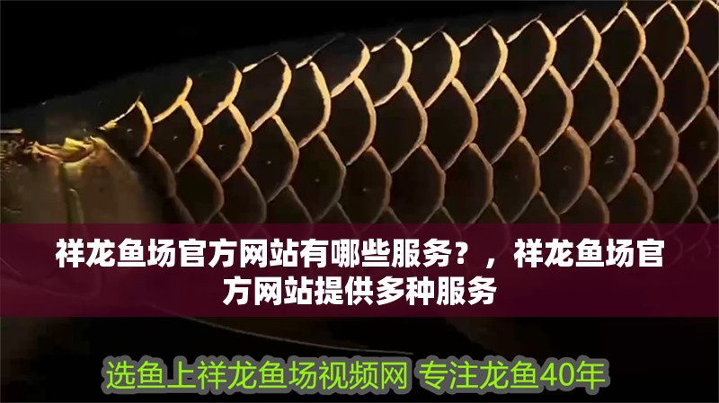 祥龍魚場官方網(wǎng)站有哪些服務(wù)？，祥龍魚場官方網(wǎng)站提供多種服務(wù)