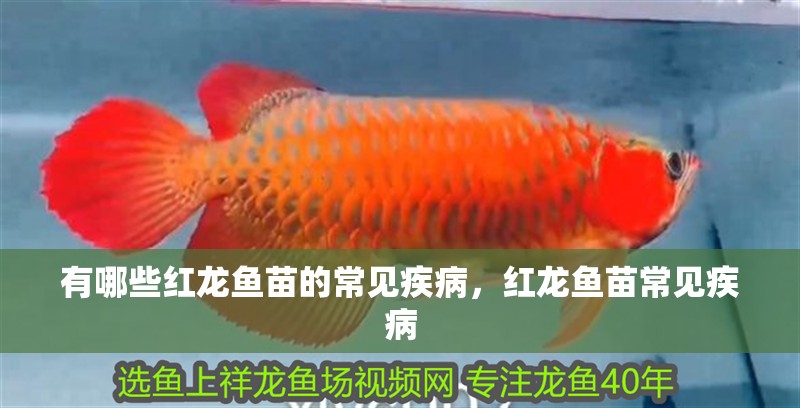 有哪些紅龍魚苗的常見疾病，紅龍魚苗常見疾病