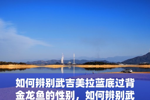 如何辨別武吉美拉藍底過背金龍魚的性別，如何辨別武吉美拉藍底過背金龍魚的性別？