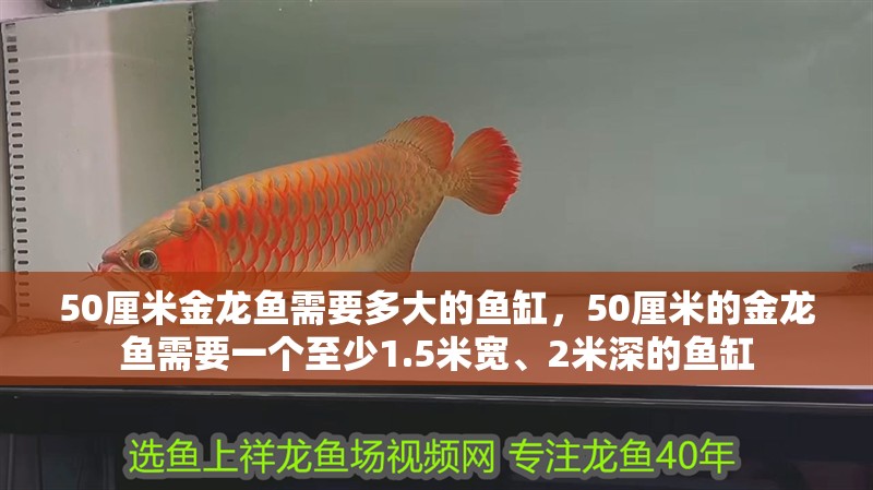 50厘米金龍魚需要多大的魚缸，50厘米的金龍魚需要一個至少1.5米寬、2米深的魚缸