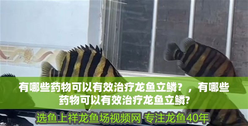 有哪些藥物可以有效治療龍魚立鱗？，有哪些藥物可以有效治療龍魚立鱗?