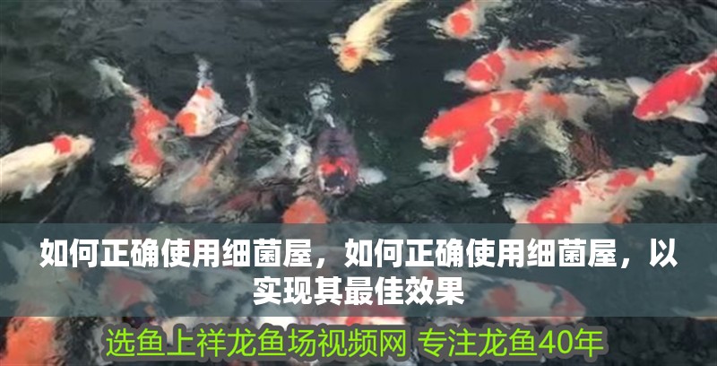 如何正確使用細菌屋，如何正確使用細菌屋，以實現其最佳效果