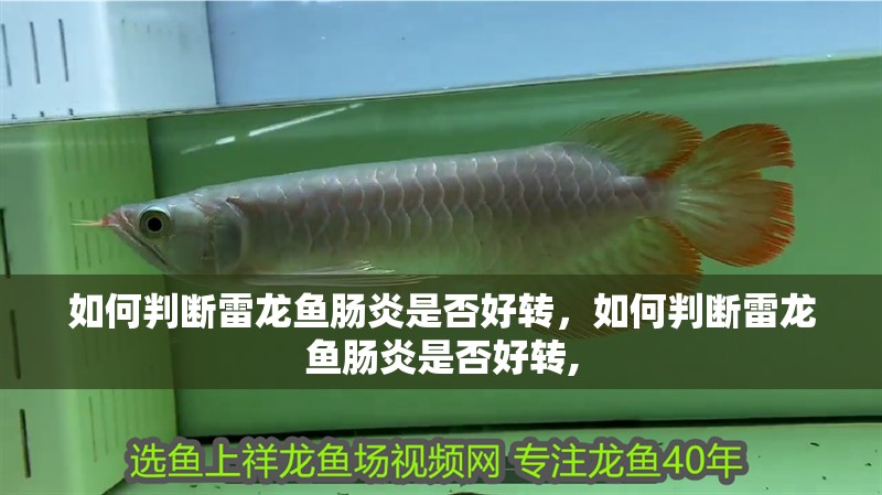如何判斷雷龍魚腸炎是否好轉，如何判斷雷龍魚腸炎是否好轉,