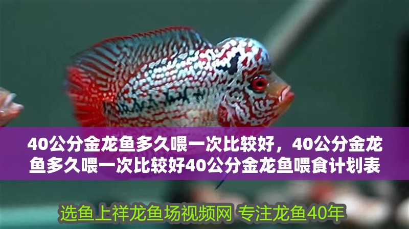 40公分金龍魚多久喂一次比較好，40公分金龍魚多久喂一次比較好40公分金龍魚喂食計劃表