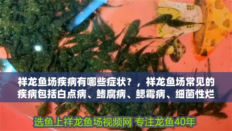 祥龍魚場疾病有哪些癥狀？，祥龍魚場常見的疾病包括白點病、鰭腐病、鰓霉病、細菌性爛尾等