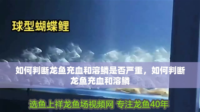 如何判斷龍魚充血和溶鱗是否嚴重，如何判斷龍魚充血和溶鱗
