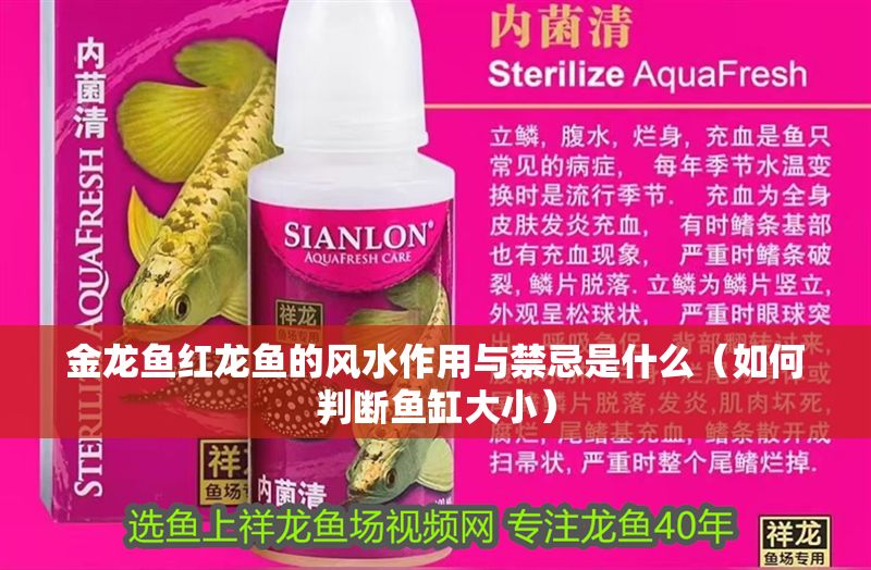 金龍魚紅龍魚的風水作用與禁忌是什么（如何判斷魚缸大小） 金龍魚紅龍魚的風水作用與禁忌是什么（如何判斷魚缸大小） 龍魚百科 第6張