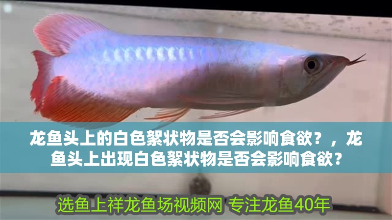 龍魚(yú)頭上的白色絮狀物是否會(huì)影響食欲？，龍魚(yú)頭上出現(xiàn)白色絮狀物是否會(huì)影響食欲？