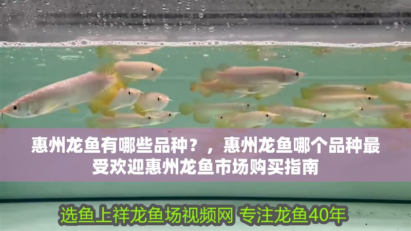 惠州龍魚有哪些品種？，惠州龍魚哪個品種最受歡迎惠州龍魚市場購買指南