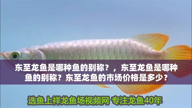 東至龍魚(yú)是哪種魚(yú)的別稱？，東至龍魚(yú)是哪種魚(yú)的別稱？東至龍魚(yú)的市場(chǎng)價(jià)格是多少？