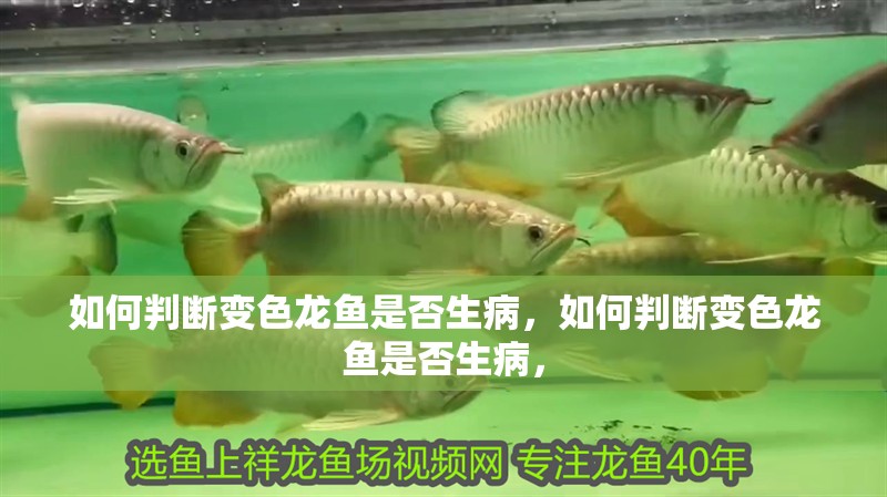 如何判斷變色龍魚(yú)是否生病，如何判斷變色龍魚(yú)是否生病，