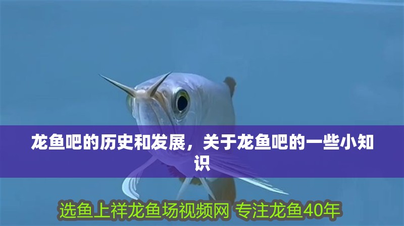 龍魚(yú)吧的歷史和發(fā)展，關(guān)于龍魚(yú)吧的一些小知識(shí)