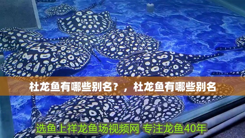 杜龍魚有哪些別名？，杜龍魚有哪些別名