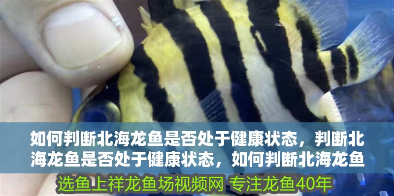 如何判斷北海龍魚是否處于健康狀態，判斷北海龍魚是否處于健康狀態，如何判斷北海龍魚是否健康