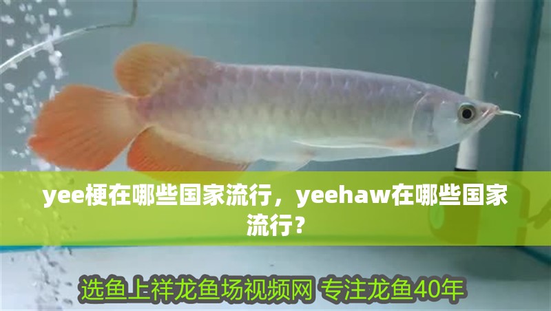 yee梗在哪些國家流行，yeehaw在哪些國家流行？