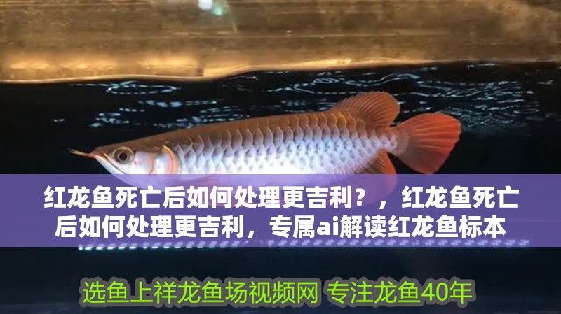 紅龍魚死亡后如何處理更吉利？，紅龍魚死亡后如何處理更吉利，專屬ai解讀紅龍魚標本