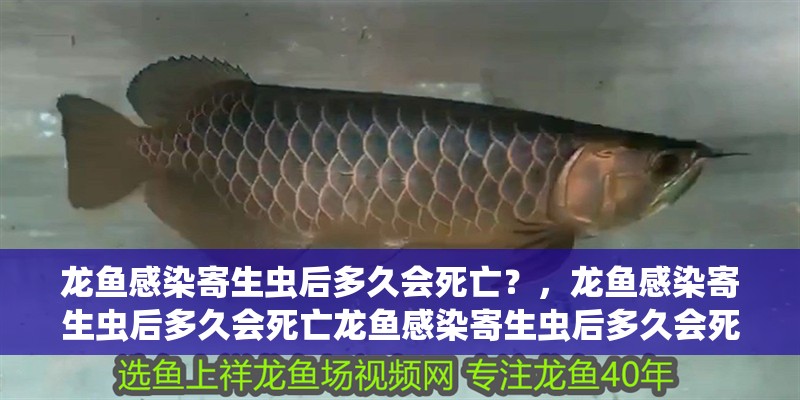 龍魚感染寄生蟲后多久會死亡？，龍魚感染寄生蟲后多久會死亡龍魚感染寄生蟲后多久會死亡