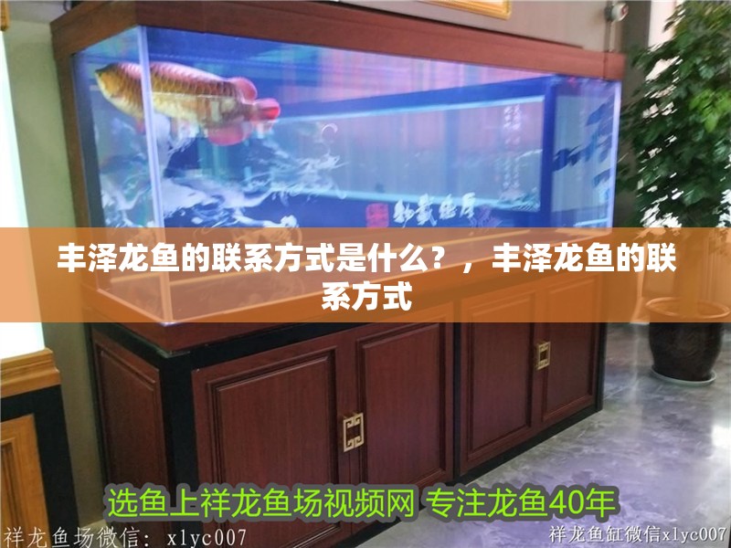 豐澤龍魚(yú)的聯(lián)系方式是什么？，豐澤龍魚(yú)的聯(lián)系方式