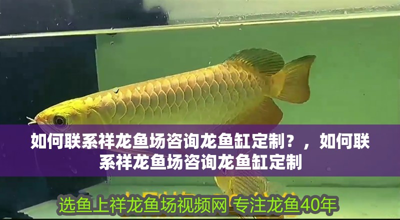 如何聯系祥龍魚場咨詢龍魚缸定制？，如何聯系祥龍魚場咨詢龍魚缸定制