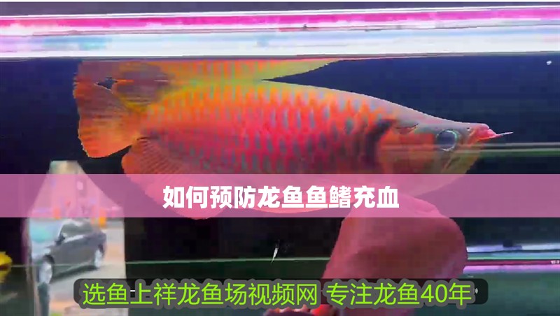 如何預防龍魚魚鰭充血