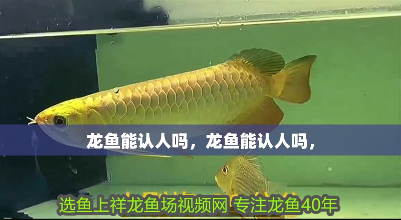 龍魚能認人嗎，龍魚能認人嗎，