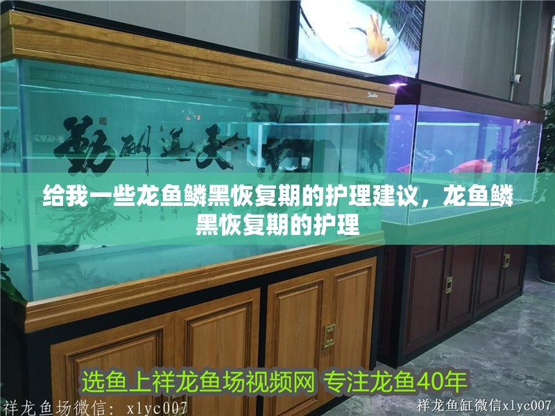 給我一些龍魚鱗黑恢復(fù)期的護理建議，龍魚鱗黑恢復(fù)期的護理
