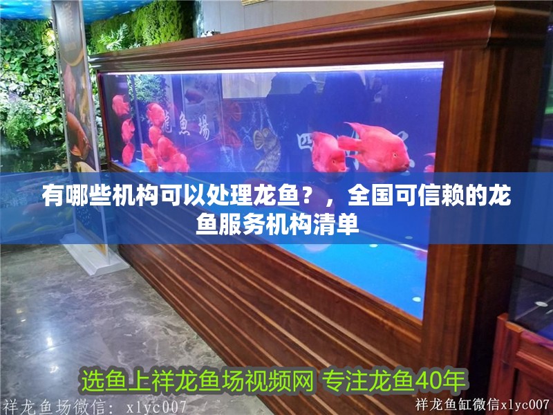 有哪些機構(gòu)可以處理龍魚？，全國可信賴的龍魚服務(wù)機構(gòu)清單