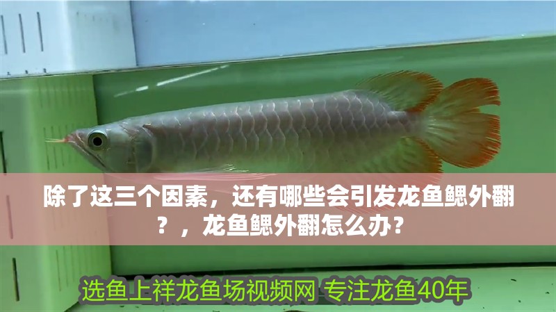 除了這三個(gè)因素，還有哪些會(huì)引發(fā)龍魚鰓外翻？，龍魚鰓外翻怎么辦？