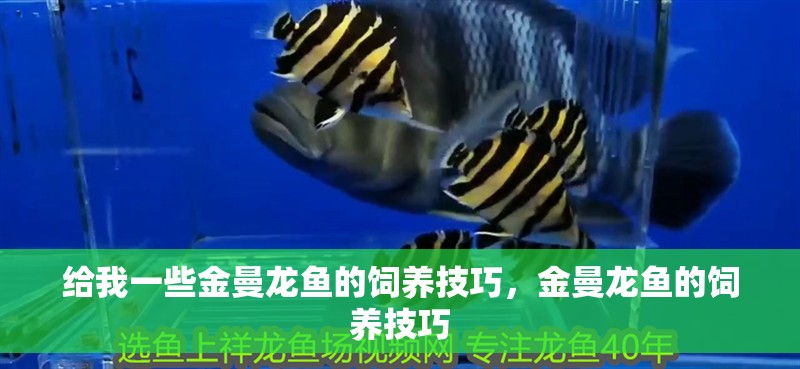 給我一些金曼龍魚的飼養技巧，金曼龍魚的飼養技巧