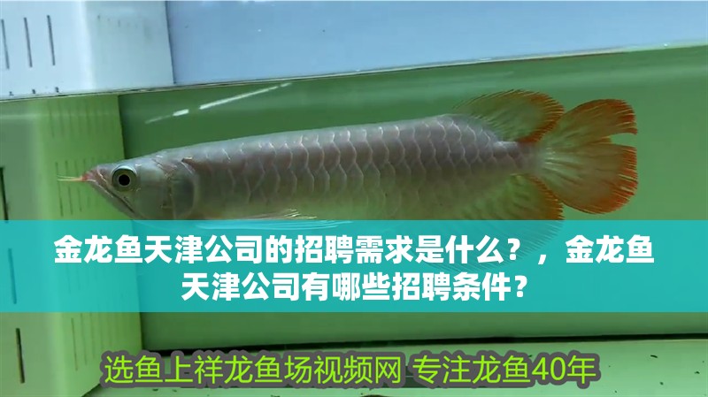 金龍魚天津公司的招聘需求是什么？，金龍魚天津公司有哪些招聘條件？