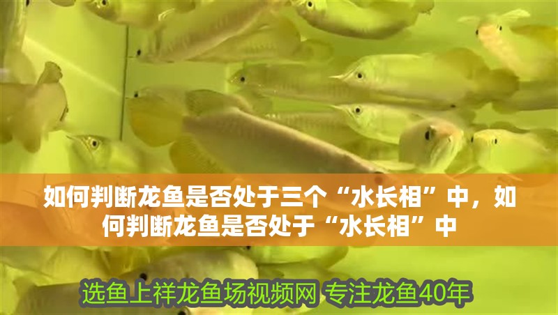 如何判斷龍魚是否處于三個(gè)“水長(zhǎng)相”中，如何判斷龍魚是否處于“水長(zhǎng)相”中