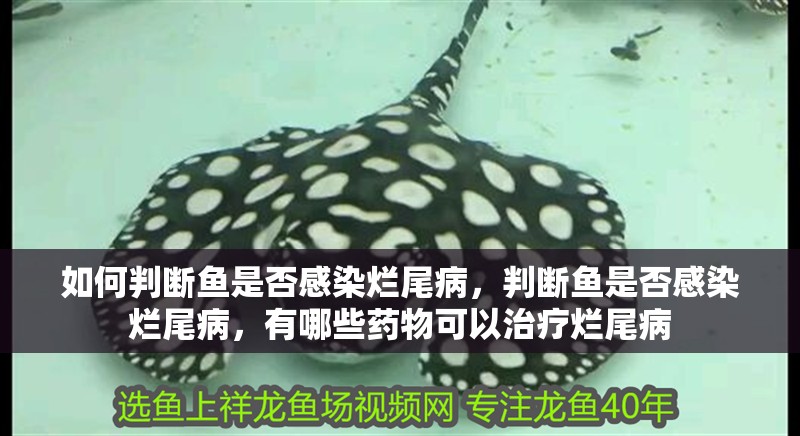 如何判斷魚是否感染爛尾病，判斷魚是否感染爛尾病，有哪些藥物可以治療爛尾病