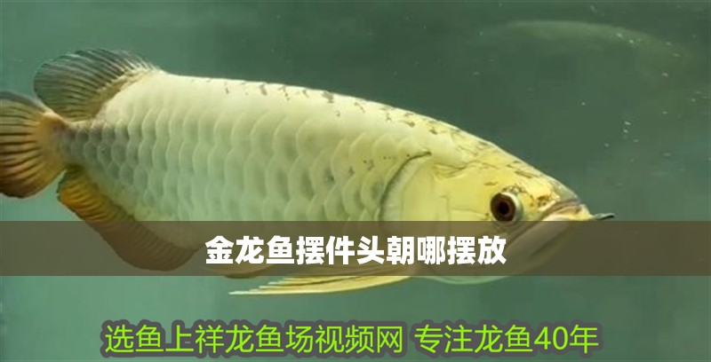 金龍魚擺件頭朝哪擺放