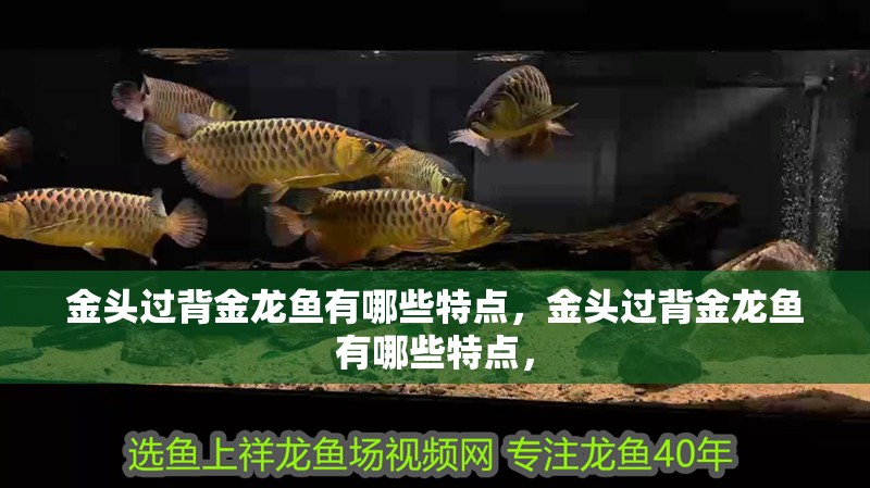 金頭過背金龍魚有哪些特點，金頭過背金龍魚有哪些特點，