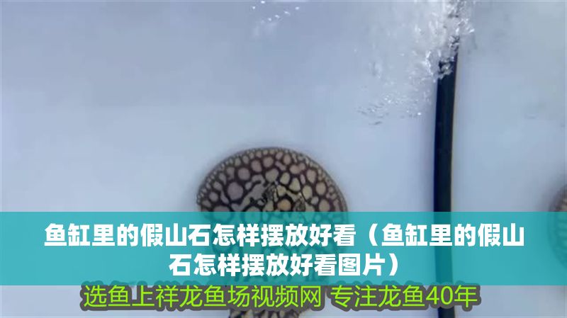 魚缸里的假山石怎樣擺放好看（魚缸里的假山石怎樣擺放好看圖片）