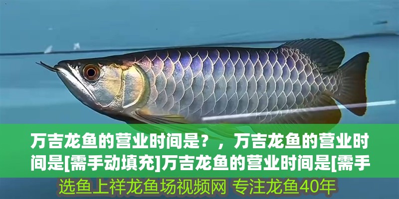 萬吉龍魚的營業時間是？，萬吉龍魚的營業時間是[需手動填充]萬吉龍魚的營業時間是[需手動填充]