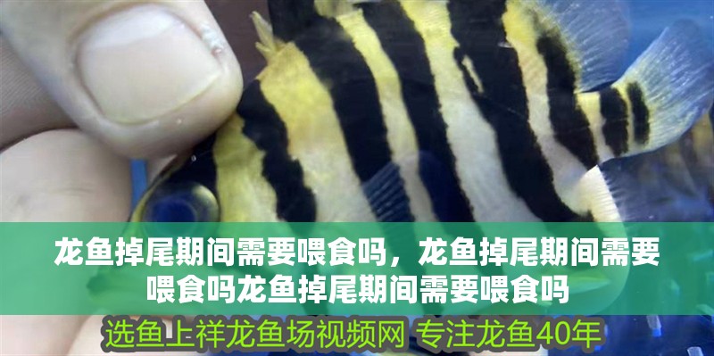 龍魚掉尾期間需要喂食嗎，龍魚掉尾期間需要喂食嗎龍魚掉尾期間需要喂食嗎