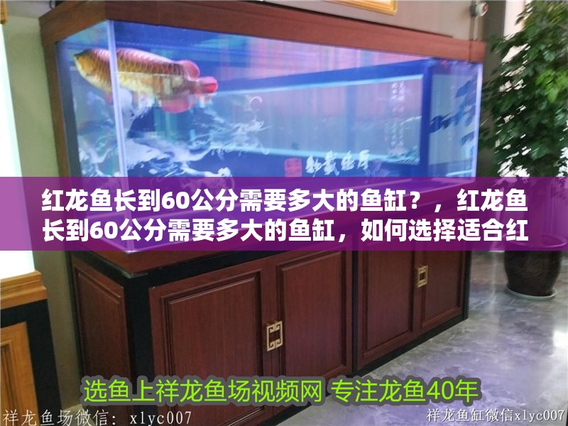 紅龍魚長到60公分需要多大的魚缸？，紅龍魚長到60公分需要多大的魚缸，如何選擇適合紅龍魚的魚缸