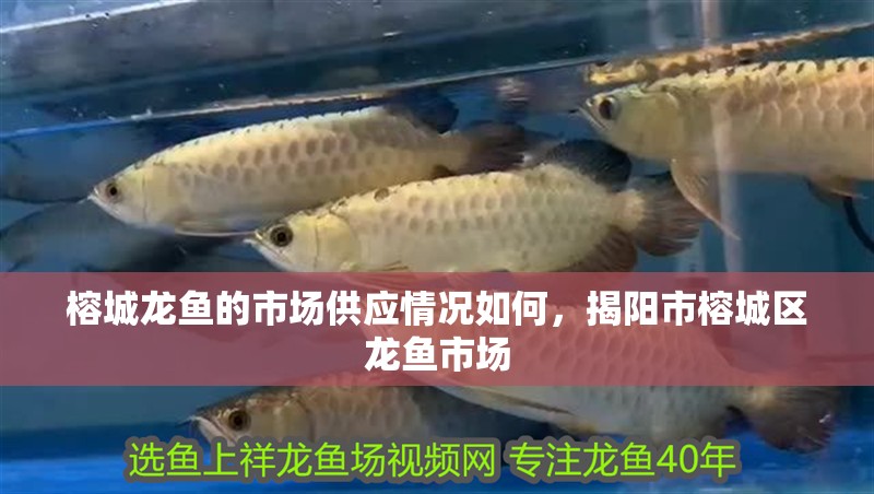 榕城龍魚的市場(chǎng)供應(yīng)情況如何，揭陽市榕城區(qū)龍魚市場(chǎng)