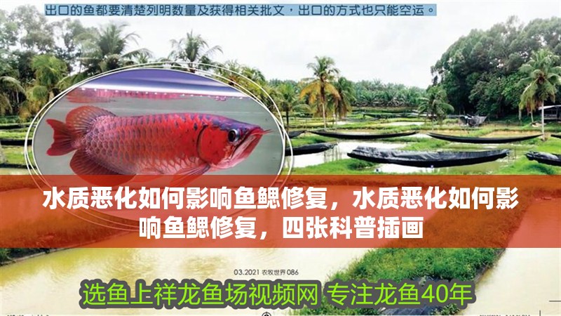 水質(zhì)惡化如何影響魚鰓修復(fù)，水質(zhì)惡化如何影響魚鰓修復(fù)，四張科普插畫